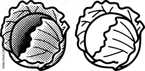 Illustration of two whole cabbages, fresh vegetable with leafy texture and natural appearance
