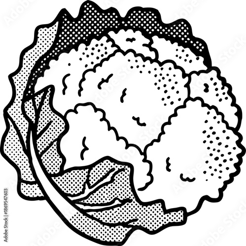 Cauliflower vegetable illustration with detailed leaves and curd texture