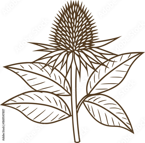 Teasel plant drawing with leaves and spiky seed head vintage botanical illustration