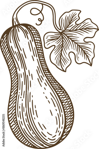 Butternut squash with leaf and tendril line art drawing autumn harvest vegetable illustration in vintage