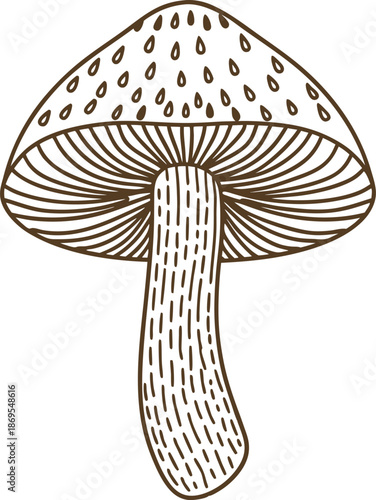 Illustration of a speckled mushroom with textured cap and detailed gills beneath