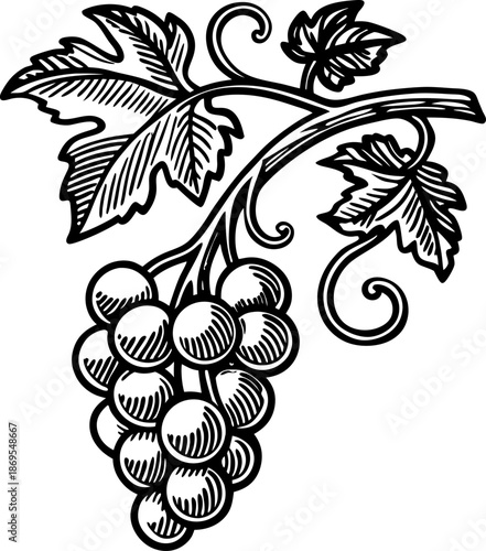 grapevine branch with cluster of grapes and detailed leaves in vintage botanical