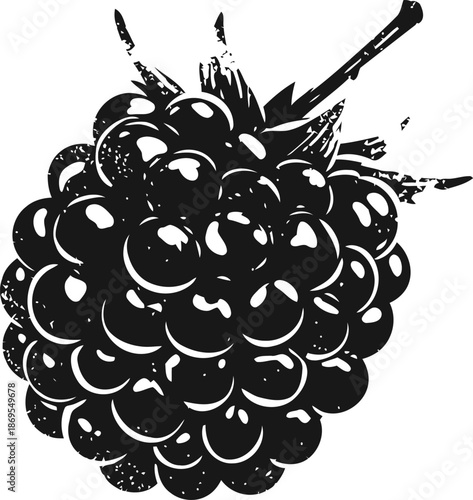 Blackberry fruit detailed illustration with small drupelets and stems on white background