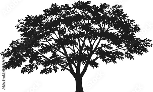 Large leafy tree silhouette with broad canopy and detailed branches on a white background