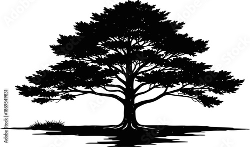 Silhouette of a large tree with wide spreading branches and detailed roots on white background