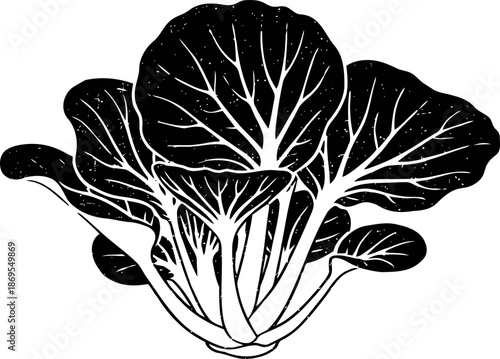 Black and white detailed illustration of fresh leafy bok choy vegetable with prominent veins