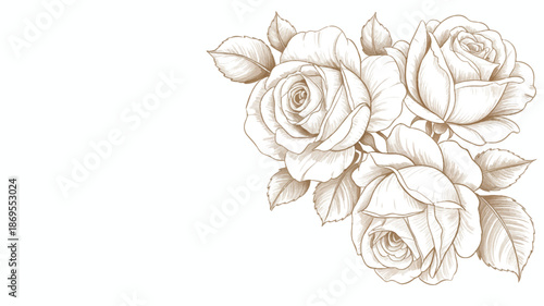 A delicate pencil sketch of three white roses in a corner composition against a white background (1)_traced