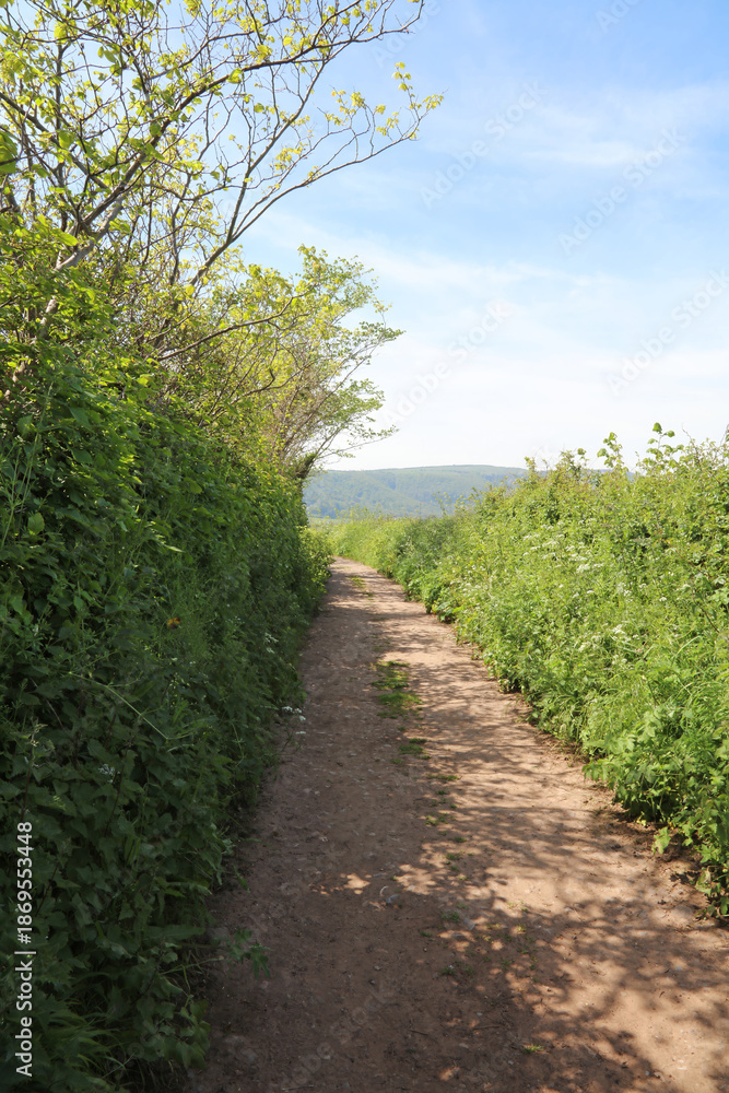 Obraz premium View along a Somerset country track in Spring, Somerset England 