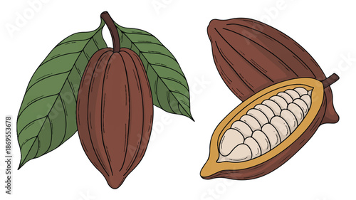 A detailed botanical illustration of cocoa pods and leaves. On the left, a single dark brown cocoa pod with deep striations and a single large green leaf attached (4)_traced