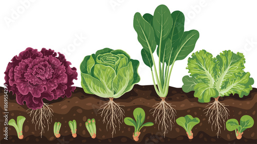 A detailed botanical illustration of four types of lettuce growing from soil, arranged horizontally across the image (3)_traced
