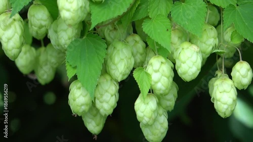 Bunch of fresh hop cones hanging on a branch. Rich harvest of hop.