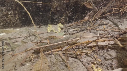 Underwater close-up video of a Weatherfish (Misgurnus fossilis) in its natural freshwater habitat. Detailed shot, natural light, calm movement, authentic European aquatic wildlife scene.