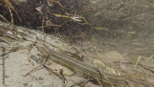 Underwater close-up video of a Weatherfish (Misgurnus fossilis) in its natural freshwater habitat. Detailed shot, natural light, calm movement, authentic European aquatic wildlife scene.