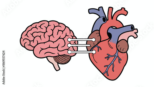 A medical illustration showing a brain and heart connected by white lines against a white background (1)_traced