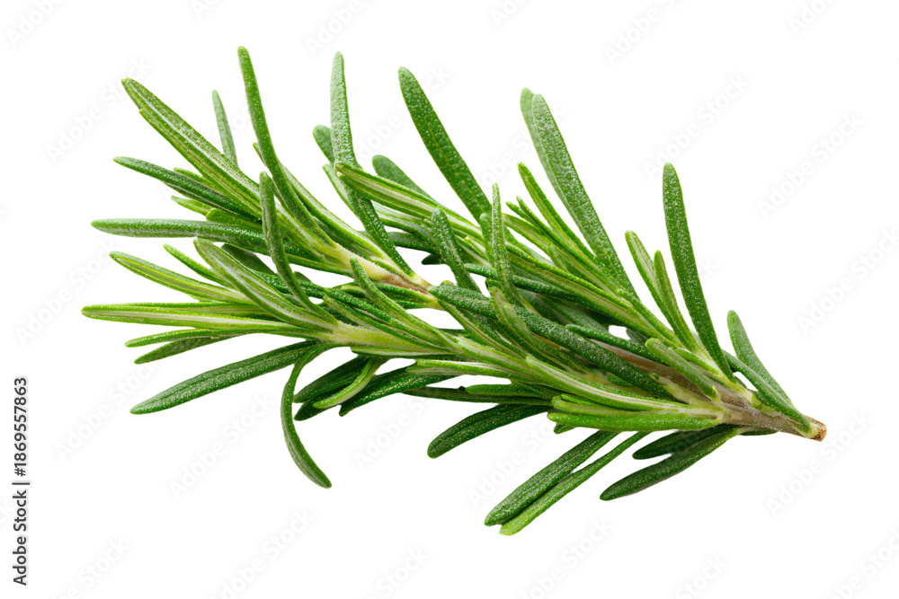 Fototapeta premium Fresh Rosemary Herb on White Background
