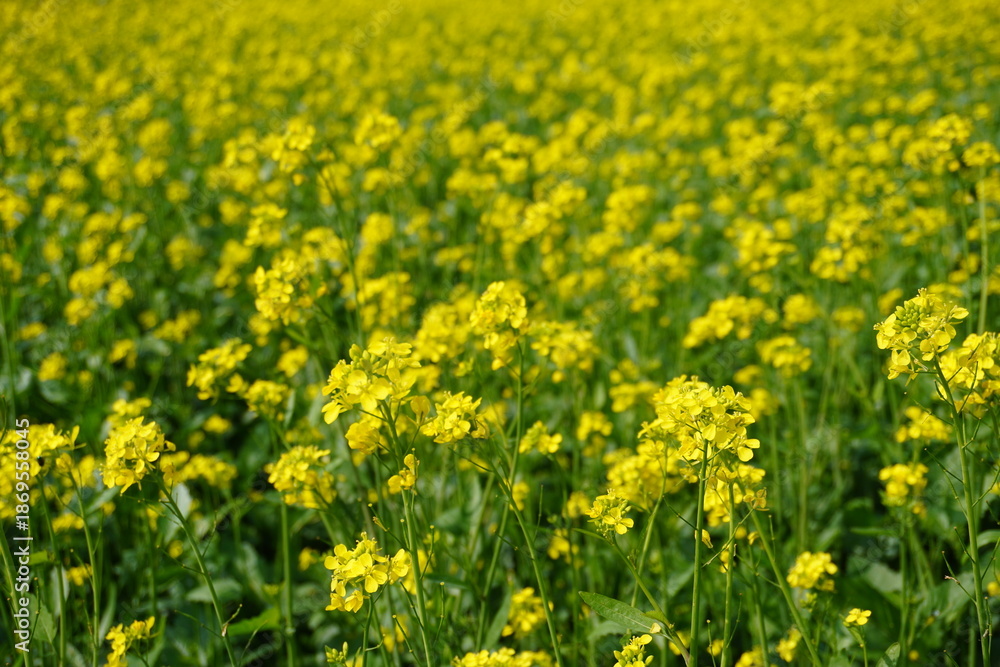 Fototapeta premium Vibrant Yellow Mustard Field Spring Bloom