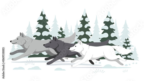 Flat vector illustration of wolves running together in a snowy forest, wildlife teamwork and pack behavior shown in a natural winter habitat for education themes