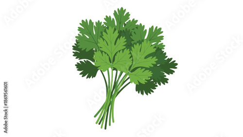 A bunch of fresh cilantro leaves.
