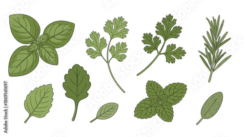 A variety of fresh green herbs including basil, cilantro, and rosemary.