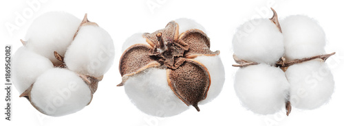 Collection of three fluffy cotton bolls isolated.