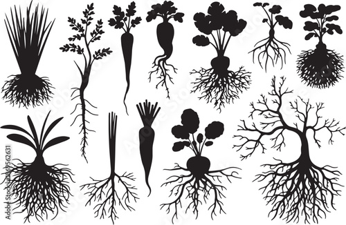 Collection of root vegetables and plants with detailed root systems Vector.