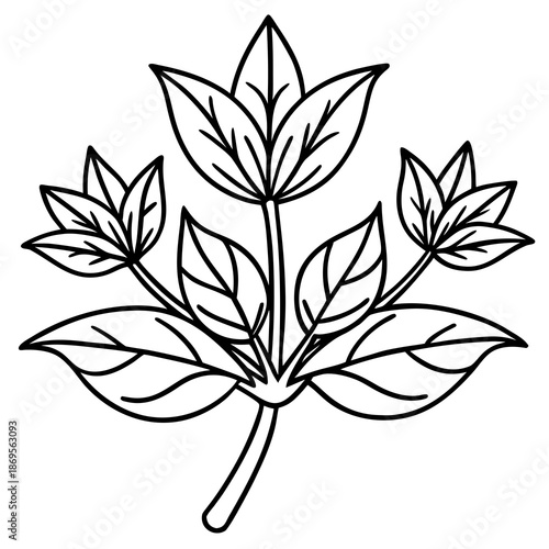 Medicinal Herbs Outline Vector Set – Minimal Botanical Line Art