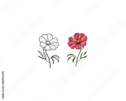 Cosmos flower set featuring a detailed dark pink red elegant green foliage watercolor painting and a black ink line art contour. Minimalist floral element isolated on white background.