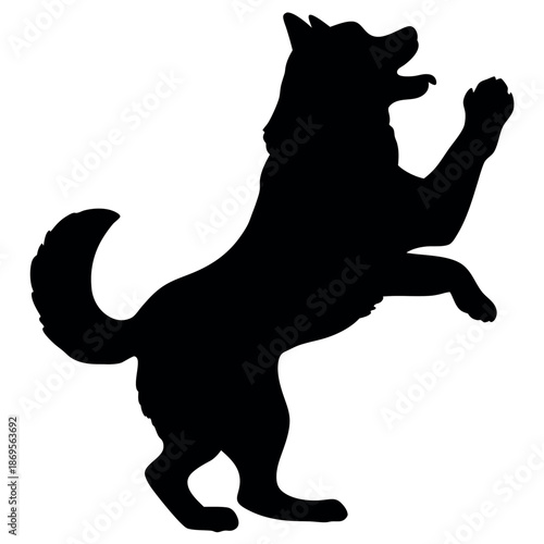 Alaskan malamute dog standing on its hind legs 