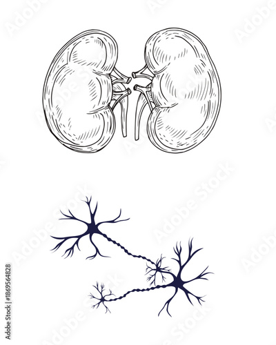 nerves and kidneys
