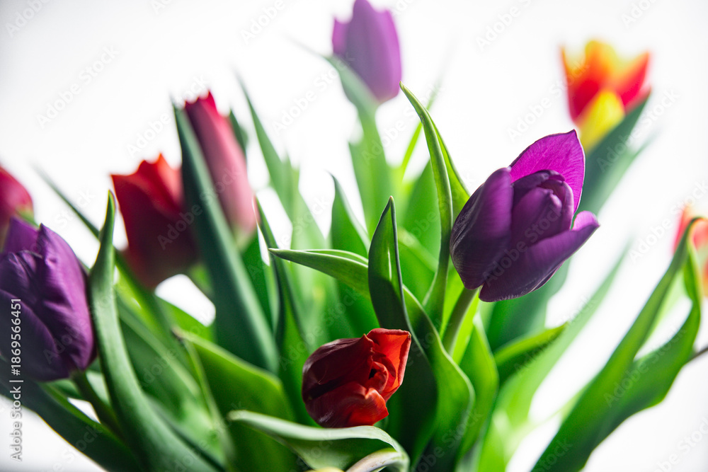 Obraz premium Beautiful tulip flower bouquet on light background