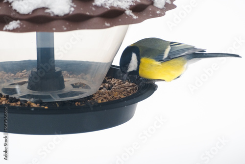 A titmouse eats seeds and bird food from a plastic feeder, against a snowy background, close-up