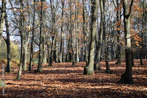 Blick in den Wald
