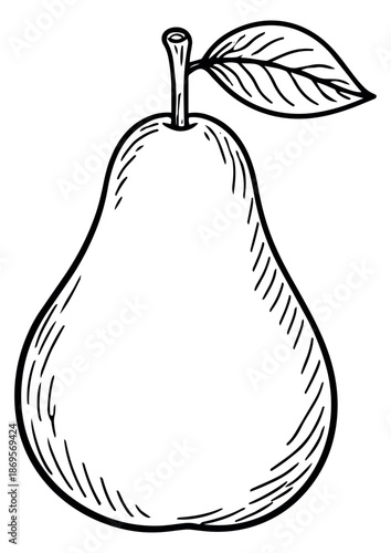 Hand drawn line art illustration of a pear depicting a fresh fruit for food and healthy eating
