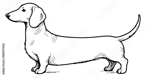 Hand drawn line art illustration of a dachshund dog depicting a standing pose for pet and animal themes