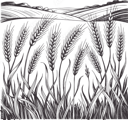 Black and of ripe wheat stalks in a field grain agriculture harvest