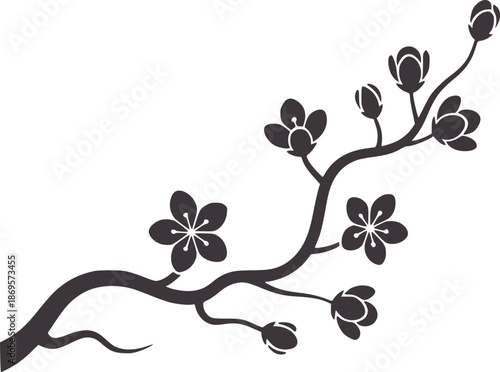 Dark grey cherry blossom branch with open flowers and buds