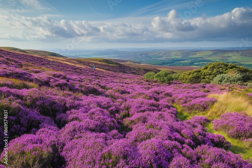 Wallpaper Mural Vibrant Purple Heather Blooming Across Vast Rolling Hills under a Dramatic Sky Torontodigital.ca