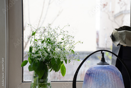 窓辺の白いユーフォルビア
