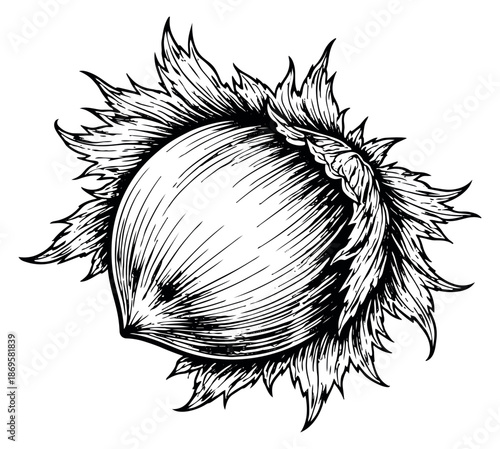 Hand drawn line art illustration of a hazelnut depicting its leafy husk for natural food and botanical designs