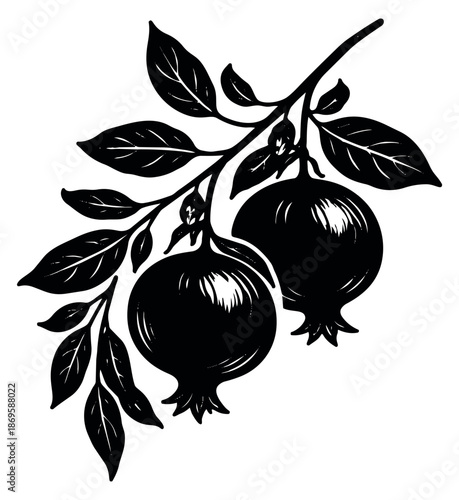 Hand drawn illustration of pomegranates depicting a branch with ripe fruit for botanical designs