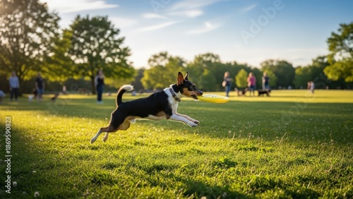 Tri-color Toy Fox Terrier Jumps for Frisbee in Sunny Park