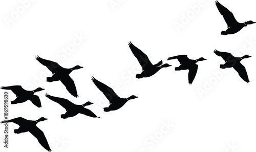 Flock of flying ducks silhouette, migratory wild birds soaring in formation, waterfowl mallard hunting season, nature wildlife flight on white background
