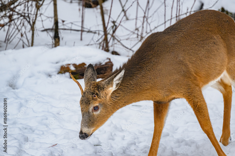 Obraz premium A Male, Buck, whitetail deer has lost one of his antlers during January this Winter in Windsor, Upstate NY. A spike buck is dropping his antlers.
