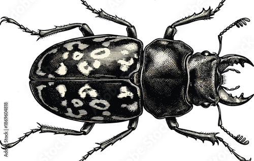 Beetle sketch, vintage entomology illustration, top-down view, segmented body, clawed legs, elytra pattern, flat vector line drawing