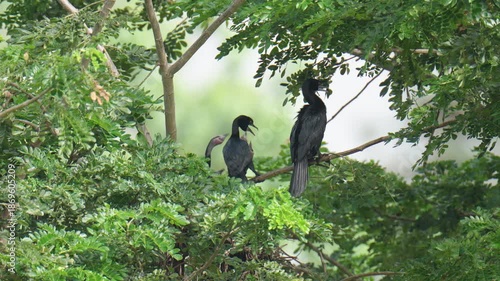 Great Cormorant (Phalacrocorax) on tree birdwatching in the forest.
