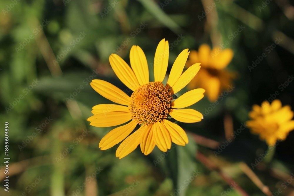 Obraz premium Close-up of a vibrant yellow daisy with green leaves in a natural outdoor setting with warm tones and a shallow depth of field.