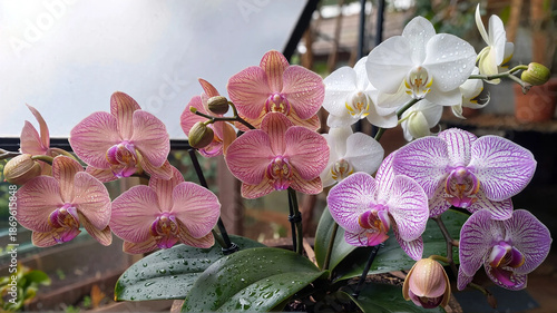  Fresh beautiful orchids for floral design