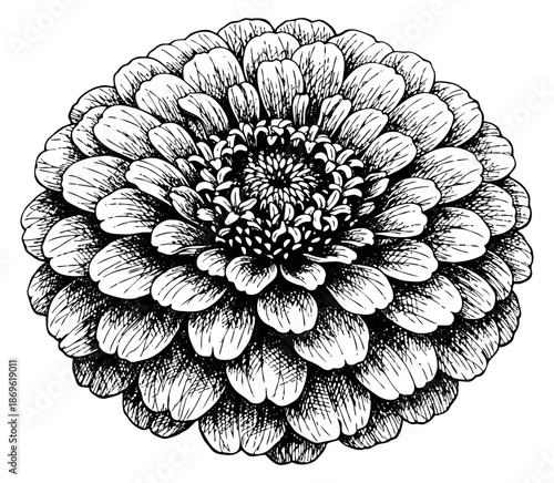 Hand drawn line art illustration of a zinnia flower depicting intricate petals for botanical design