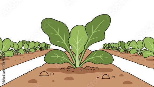 A prominent young spinach plant growing in a garden bed with rows of smaller plants stretching into the distance, symbolizing growth and agriculture.