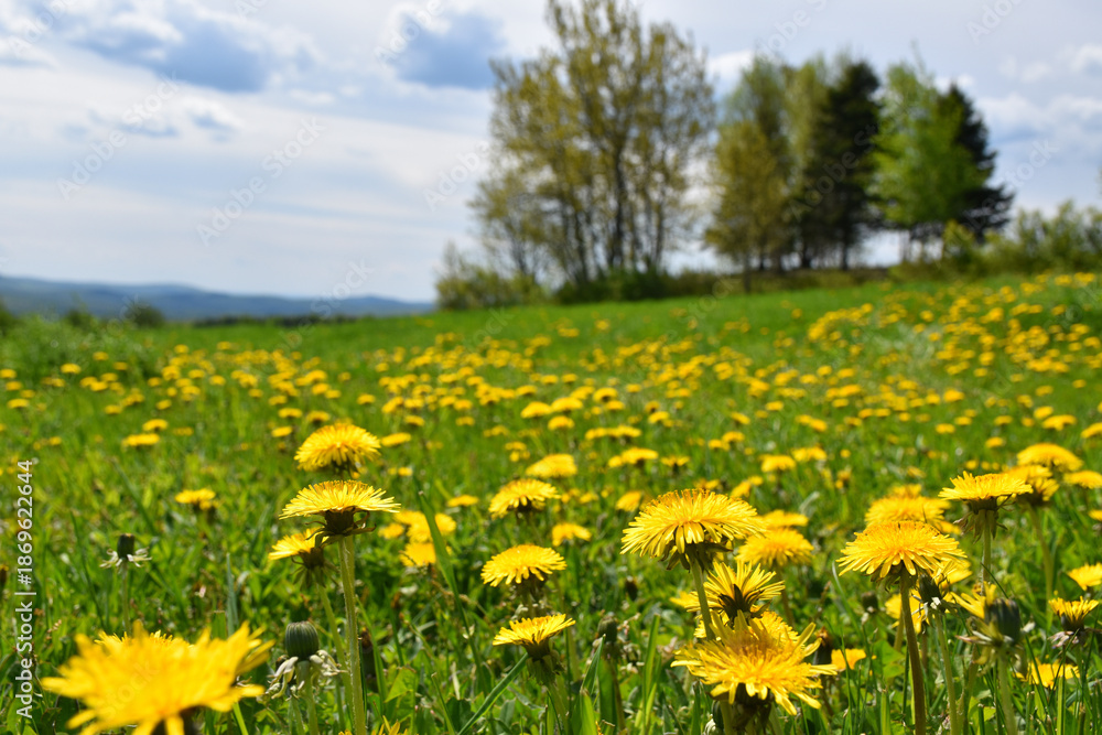 Obraz premium A field in spring, Sainte-Apolline, Québec, Canada